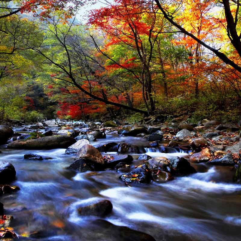 1756712027408148.jpg 摄影-白荣刚,秋林溪涧映丹心,抗联的山野岁月,这幅秋意盎然的山林溪涧图,让我们忆起东北抗日联军在山野间的艰苦岁月。.jpg