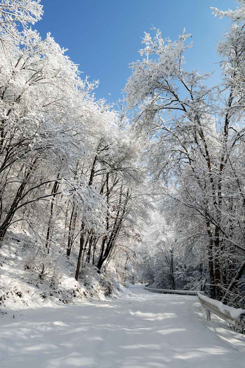 1756712341847477.jpg 摄影隋晓东,银装素裹的林间小道,宛如东北抗联战士们曾无数次踏过的秘密交通线。.jpg